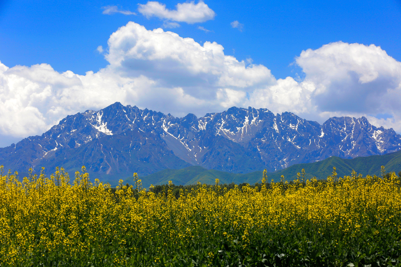 8.太子山下油菜黃 王思源 攝.jpg